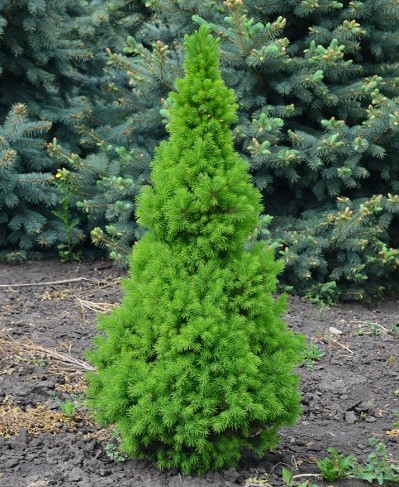 Ель канадская Коника  (Picea glauca Conica)
