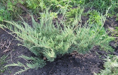 Можжевельник казацкий Глаука (Juniperus sabina Glauca)