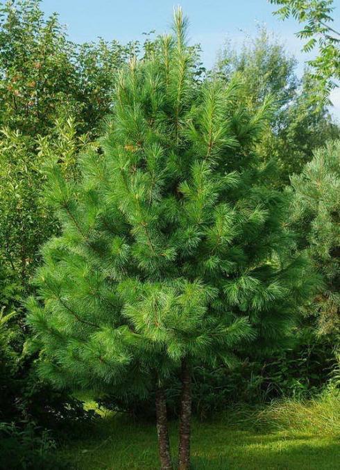 Сосна кедровая  (Pinus sibirica)