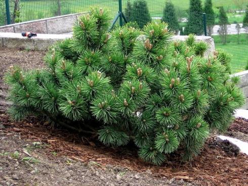 Сосна горная Пумилио (Pinus mugo pumilio)