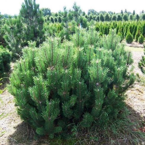 Cосна горная Мугус (Pinus mugo mughus)
