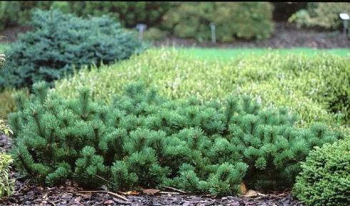 Cосна горная Краускопф (Pinus mugo Krauskopf)