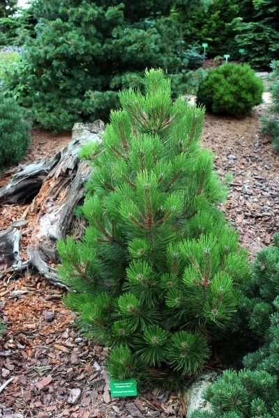 Сосна белокорая Компакт Джем (Pinus leucodermis Compact Gem)