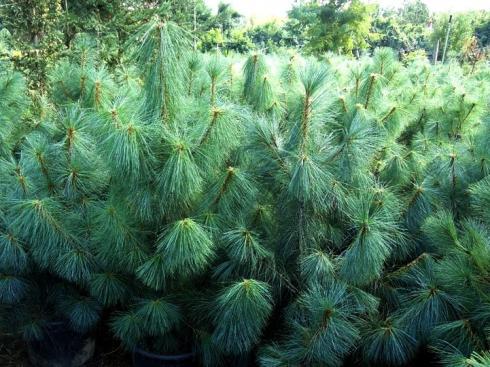 Сосна гималайская / Гриффита (Pinus wallichiana / griffithii)