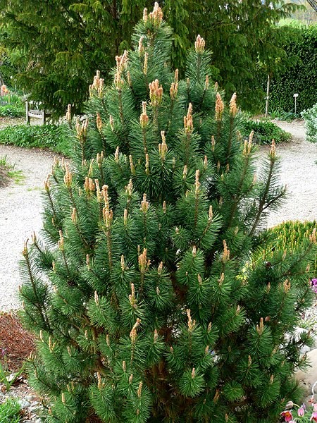 Сосна горная Колумбо (Pinus mugo Сolumbo)